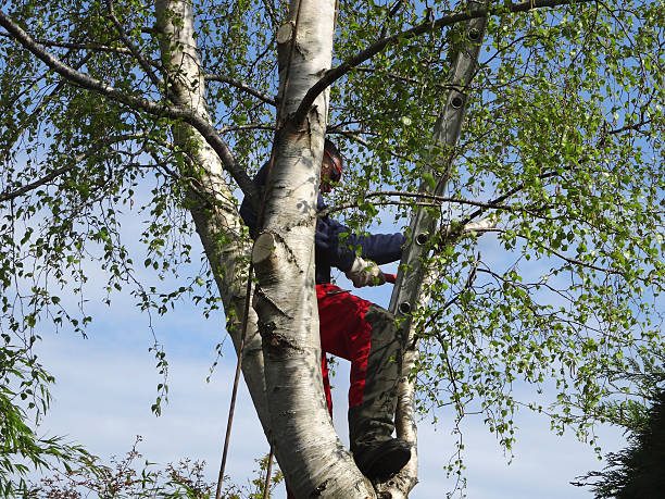 Professional Tree Services in Oakley, KS