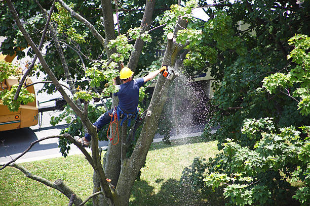 How Our Tree Care Process Works  in  Oakley, KS